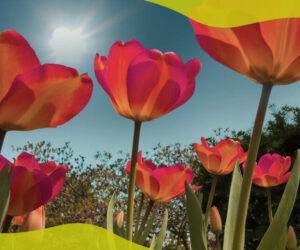 How to use coconut coir in gardening