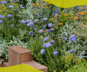 What to plant in May