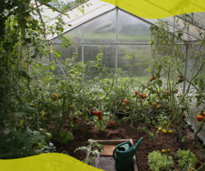 What should I grow in my greenhouse?