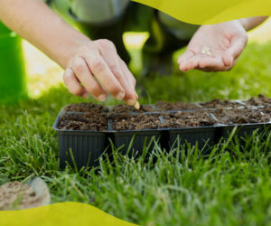 How to grow plants from seeds: step by step