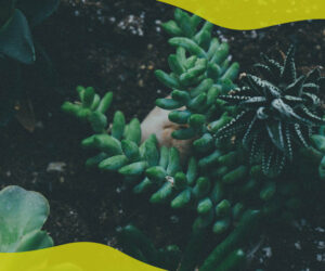 Is coir compost good for succulents?