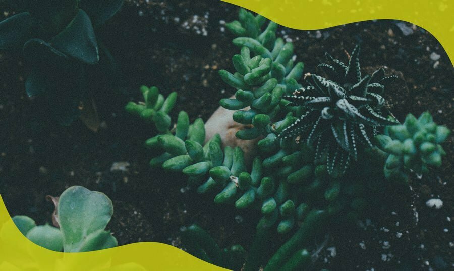 Is coir compost good for succulents? Coco & Coir