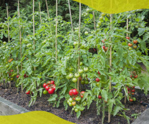 How to start a vegetable patch