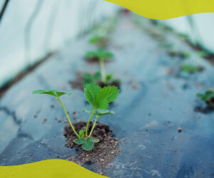 Winter gardening: a guide