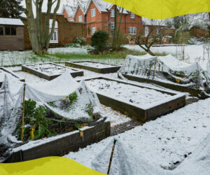 What vegetables are best to plant in winter?