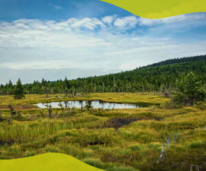 Why should I switch to peat-free compost?