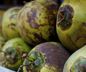 How is coco compost made?