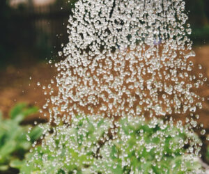 How often should you feed and water coco coir in your garden?