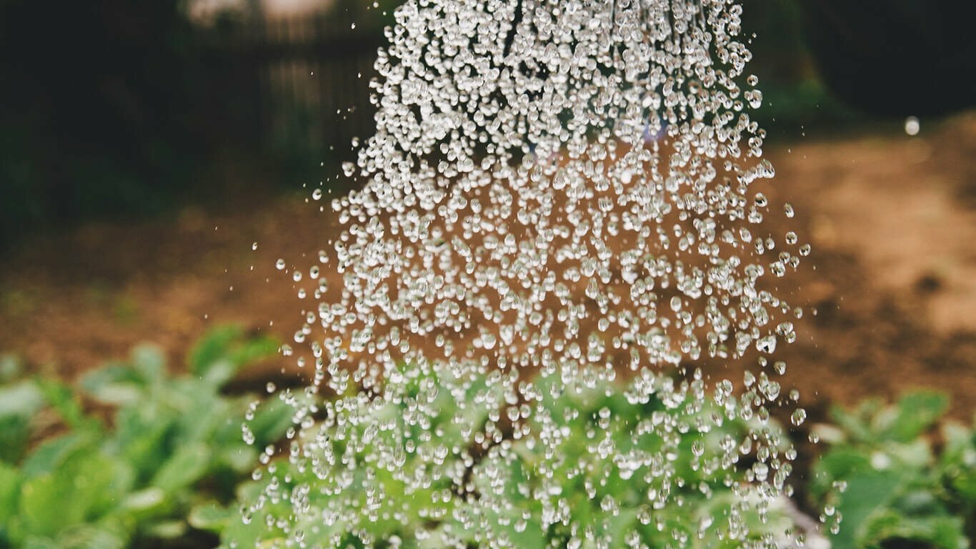 How often should you feed and water coco coir in your garden? Coco & Coir