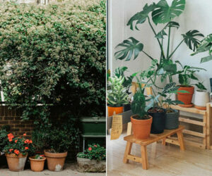 How to Prepare Coco Coir: Garden Use vs Indoor Plants