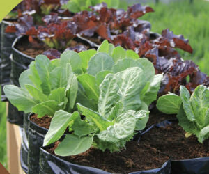 How to grow vegetables in coco coir peat