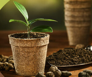 Using coco peat to grow plants in pots