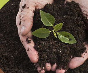 What is peat moss and where does it come from?