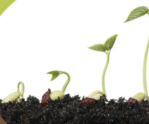 Which plants grow in coco coir?