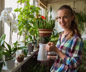 How to care for houseplants this winter