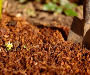 Which Peat-Free Compost Is Right For You?