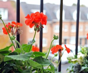 The Benefits of Urban Gardening