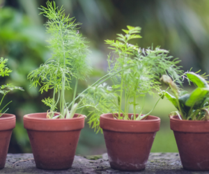 Sustainable Gardening Methods For Every Gardener