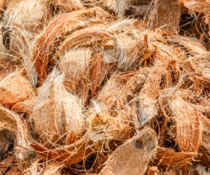 The Anatomy of a Coconut