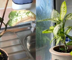 Green Gardeners’ Guild Chat With: Ronnie and Veronika Hruba