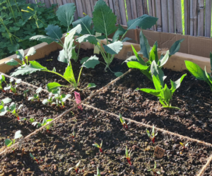 No-Dig Gardening For Beginners