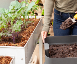 Coco coir for worm bins
