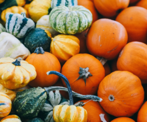 Crops to grow in autumn with coir