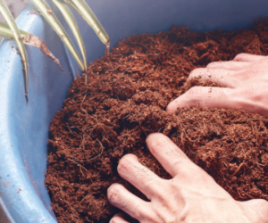Is coco coir better than soil?