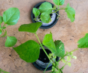 Can coco coir be used in hydroponics?