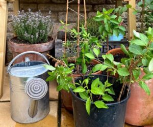 The best compost for house plants – a comprehensive guide