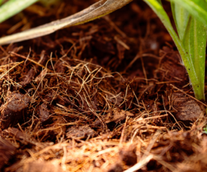 How to start winter mulching