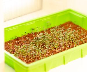 The best growing medium for microgreens