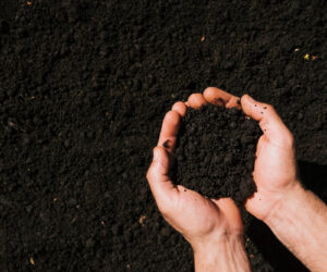Choosing the Right Compost for Your Needs