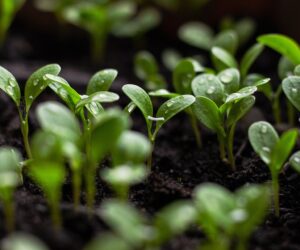 Embracing Sustainable Gardening in 2024