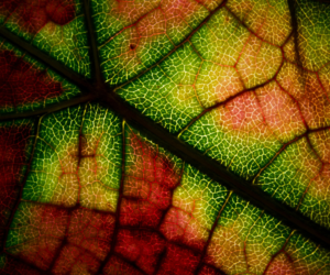 Common Plant Diseases to Look Out for— UK Summer Edition