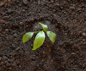 Going Peat-Free? Here’s All You Need to Know