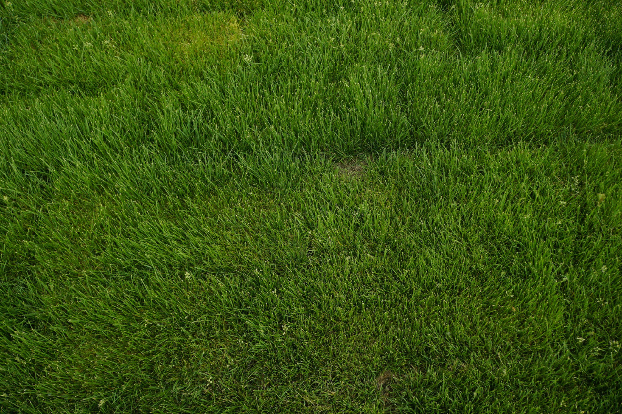 How to Repair Bald Patches in Your Lawn Without Re-Turfing