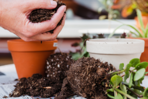 Repotting and Transplanting Your Plants this Autumn