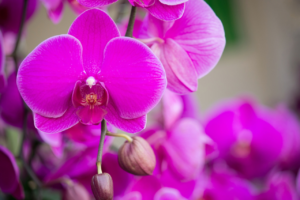 Why Coco & Coir Compost is Your Orchid’s Best Friend