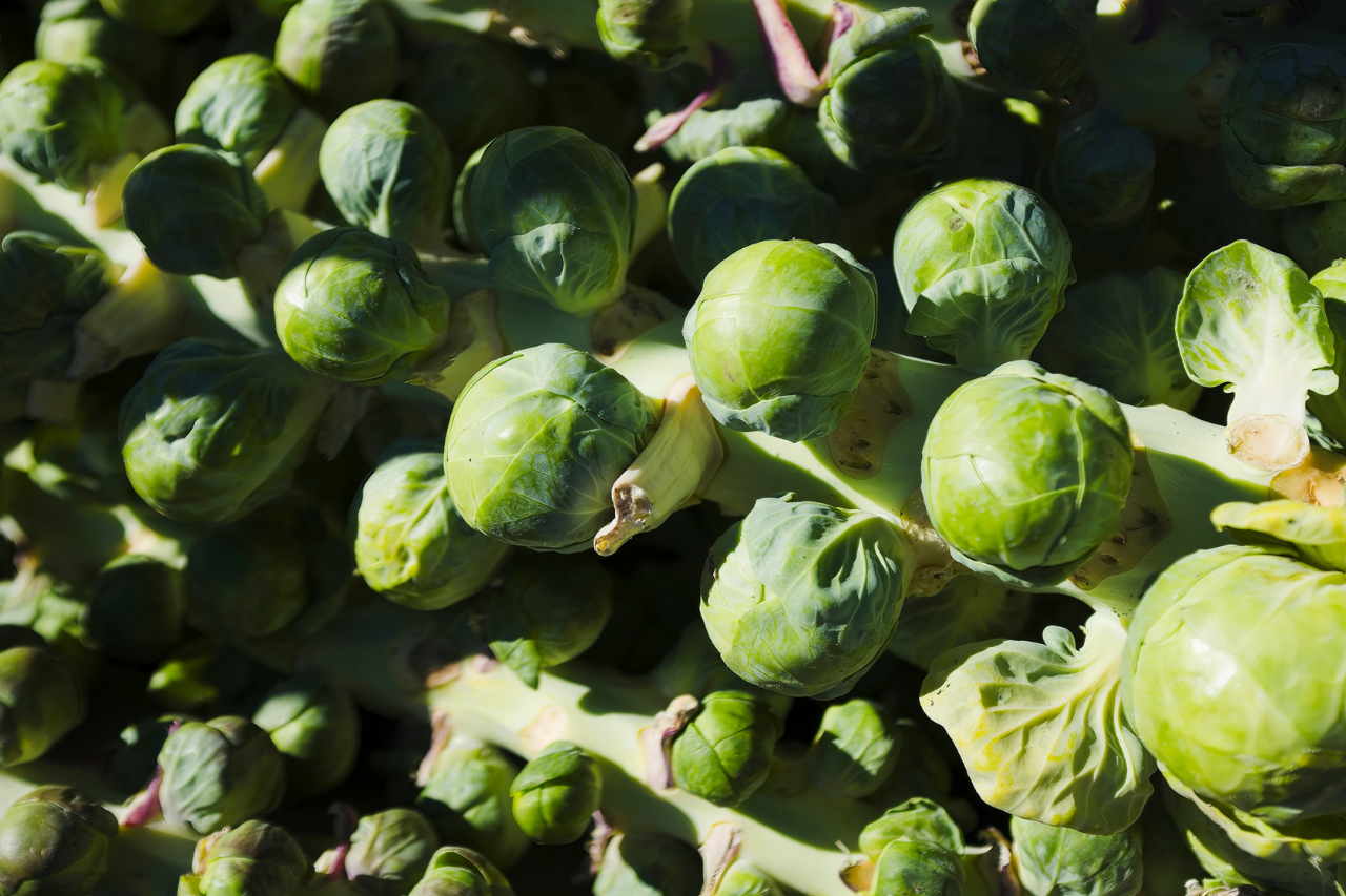 How To Harvest Brussels Sprouts